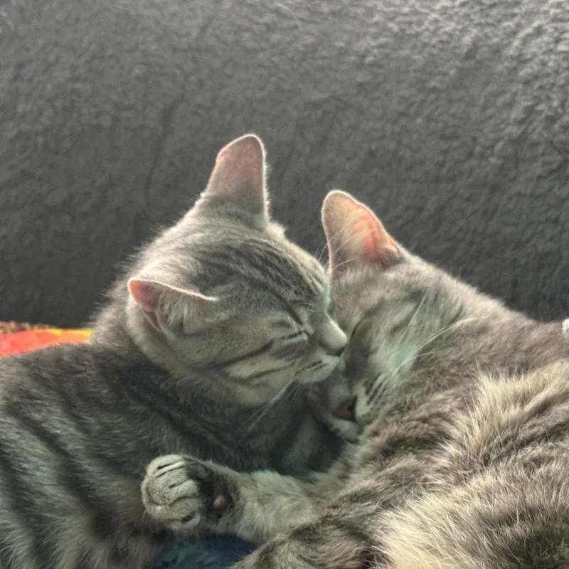 S&t: Sushi thumbnail 5