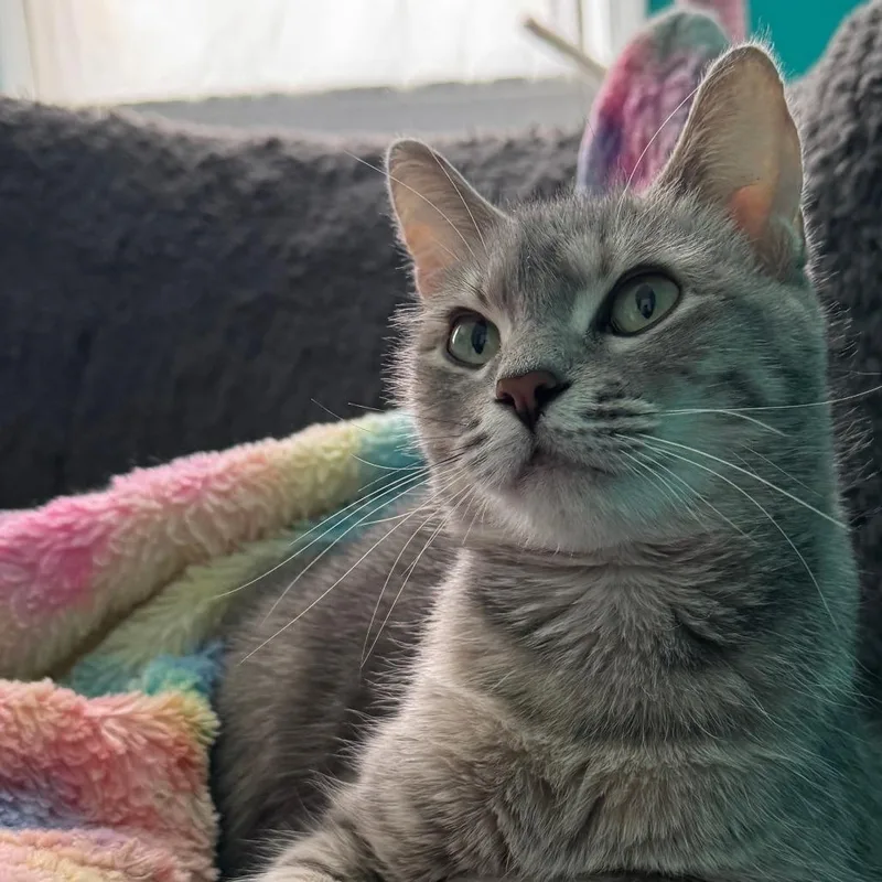 S&t: Sushi thumbnail 6