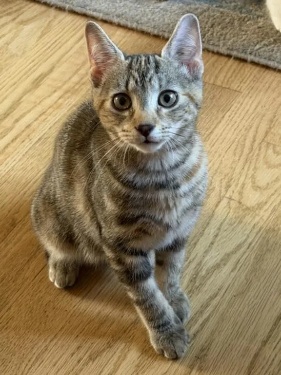 A baby small-sized female Domestic Short Hair cat named Mopsy for adoption in Hagerstown, MD