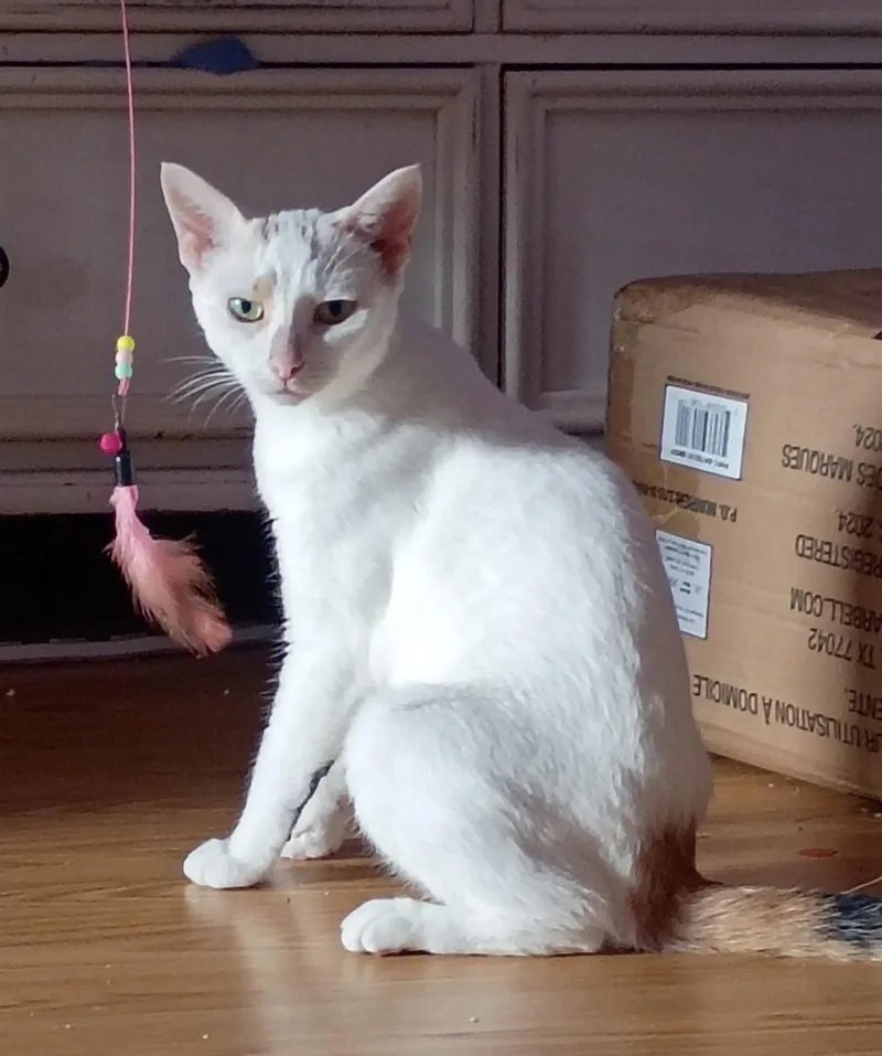 An adult medium-sized female Dilute Calico Domestic Short Hair cat named Vixen for adoption in Philadelphia, PA