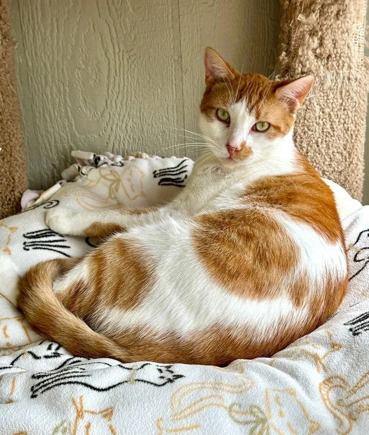 Boy George thumbnail 2