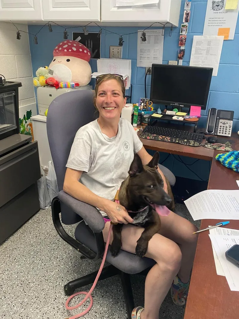 An adult medium-sized female American Staffordshire Terrier dog named Jubilee for adoption in Front Royal, VA