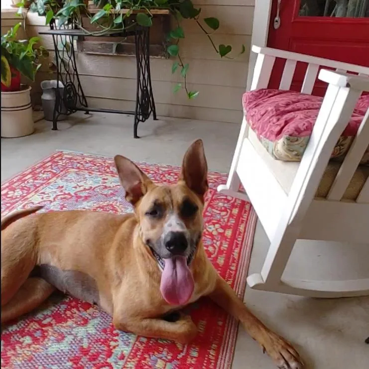 A young medium-sized female Red / Chestnut / Orange Carolina Dog dog named Tawny for adoption in Seguin, TX