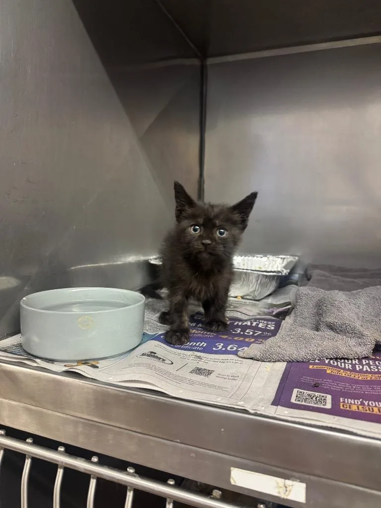 A baby medium-sized male Domestic Short Hair cat named Guppy for adoption in Sorrento, LA