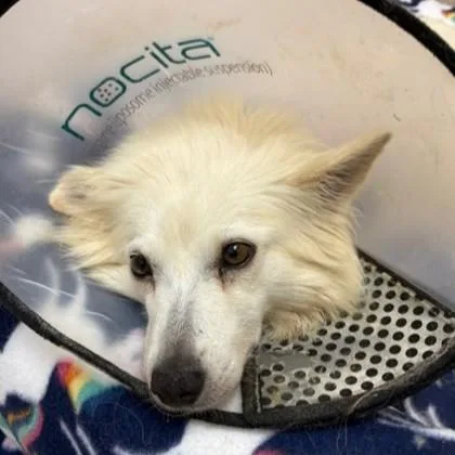 An adult small-sized female White / Cream American Eskimo Dog dog named Daisy for adoption in Phoenixville, PA
