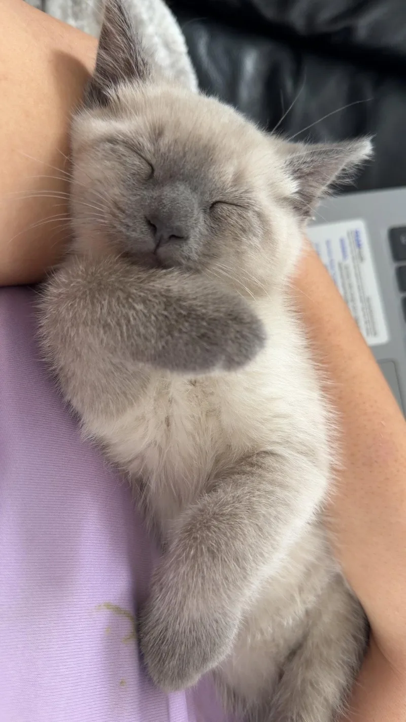 A baby medium-sized male Siamese cat named Simba for adoption in Maywood, IL