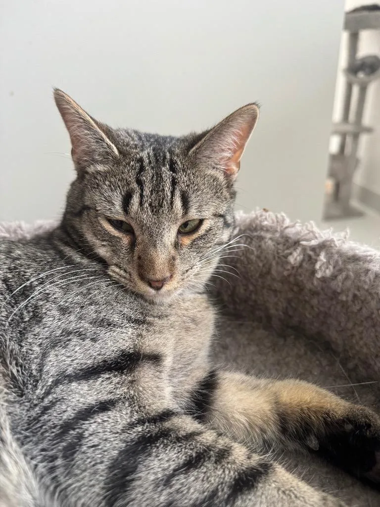 A young small-sized male Domestic Short Hair cat named Ezra for adoption in Dalton, GA