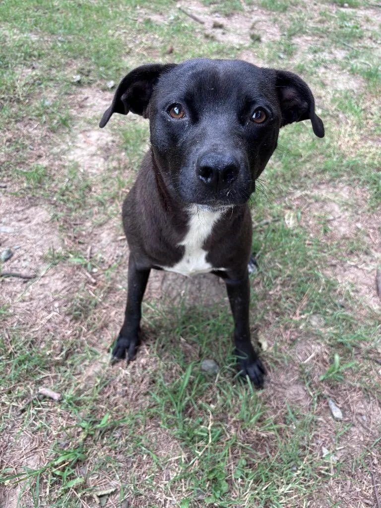 A young medium-sized female Labrador Retriever dog named Gracie for adoption in Little Rock, AR