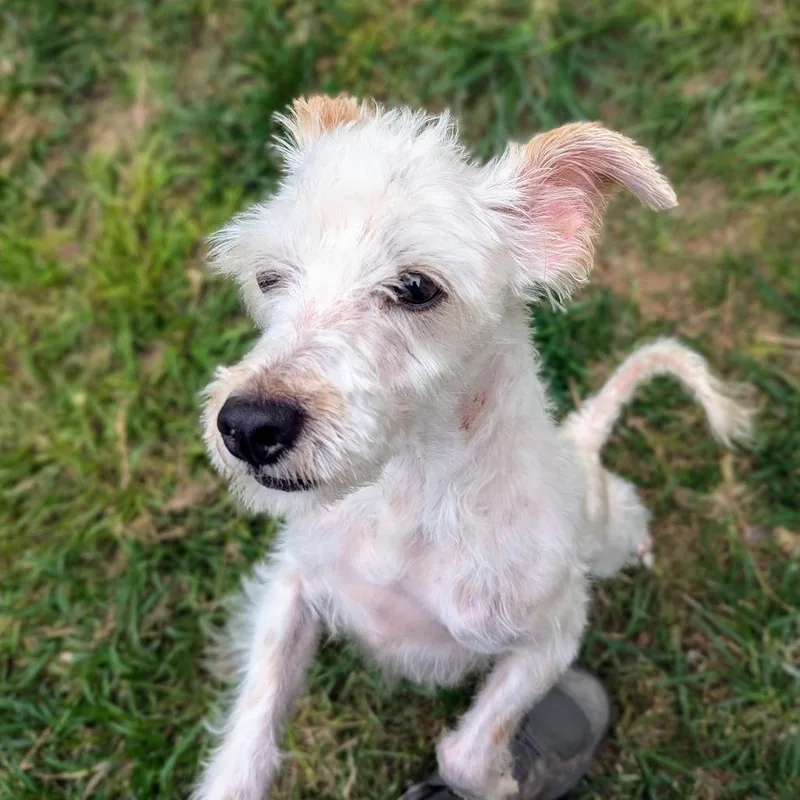 Shadow Jayden thumbnail 5