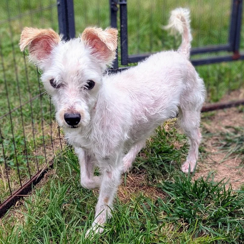 Shadow Jayden thumbnail 6