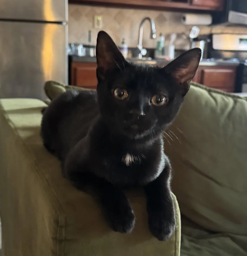 A young medium-sized male Black Domestic Short Hair cat named Peppercorn for adoption in Brooklyn, NY