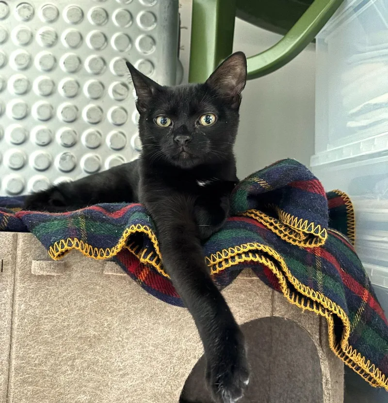 Peppercorn thumbnail 2