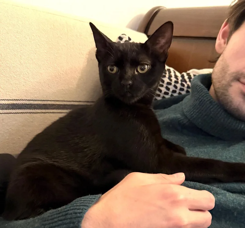 Peppercorn thumbnail 3