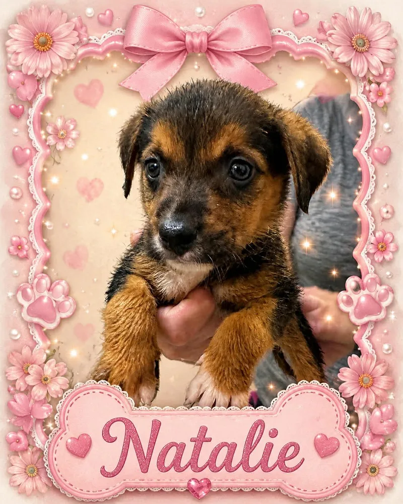 A baby medium-sized female Black Australian Cattle Dog / Blue Heeler dog named Natalie for adoption in Bowie, TX