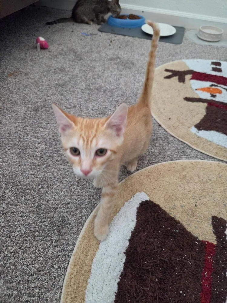 A baby small-sized male Domestic Short Hair cat named Goofy for adoption in Aurora, CO