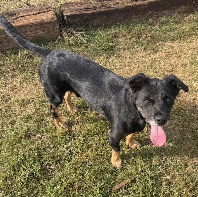 An adult medium-sized male Corgi dog named Bingo for adoption in Carrollton, GA