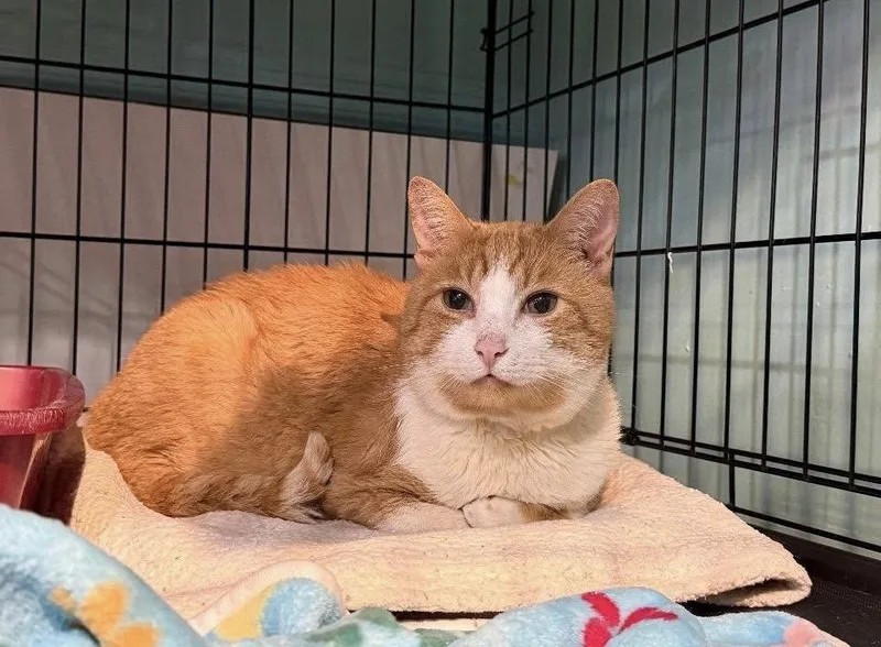 A young large-sized male Orange & White Domestic Short Hair cat named Chico for adoption in Ozone Park, NY