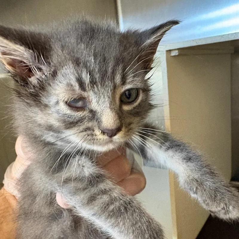 A baby small-sized female Gray / Blue / Silver Domestic Short Hair cat named Nessa for adoption in Newark, NJ