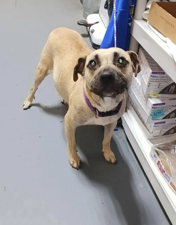 An adult large-sized male Pit Bull Terrier dog named B Joan for adoption in Dallas, GA