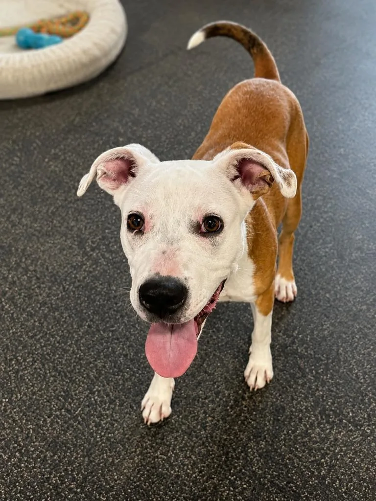 A baby medium-sized male Pit Bull Terrier dog named Atlas for adoption in Gautier, MS