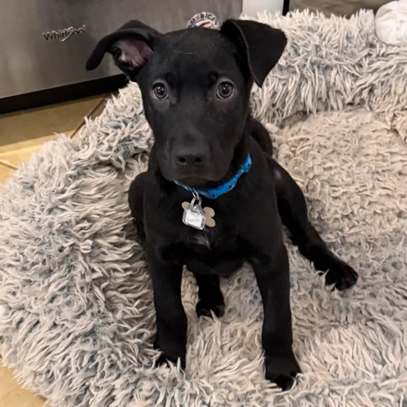 Daisy's Pack Pup: Lotus thumbnail 2