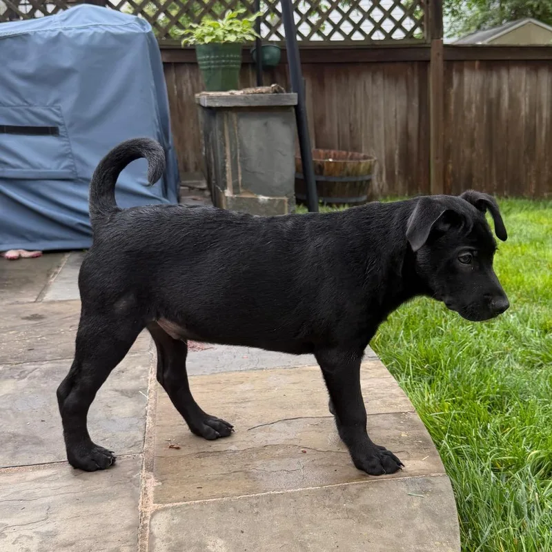 Daisy's Pack Pup: Lotus thumbnail 3