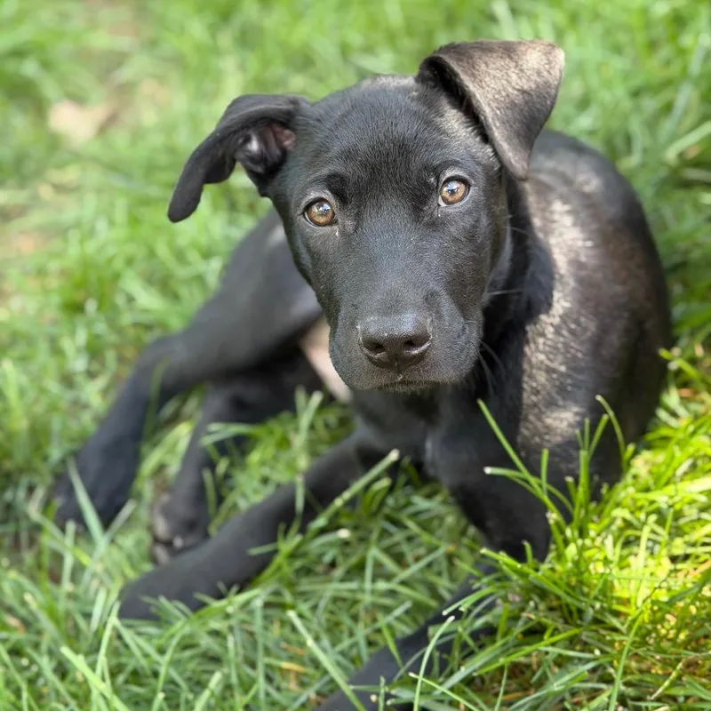 Daisy's Pack Pup: Lotus thumbnail 4
