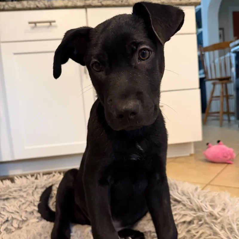 Daisy's Pack Pup: Lotus thumbnail 6