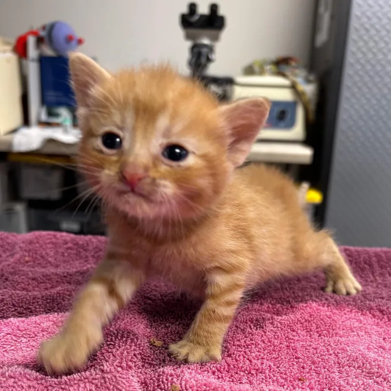A baby small-sized female Orange / Red Domestic Short Hair cat named Bubbles for adoption in Newark, NJ