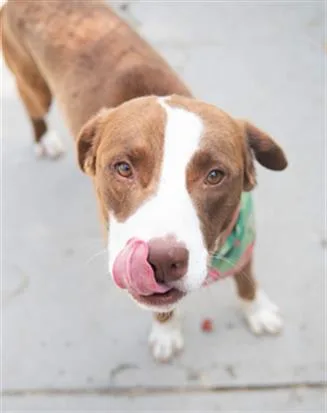 An adult large-sized male Pit Bull Terrier dog named Avocado for adoption in Tulsa, OK