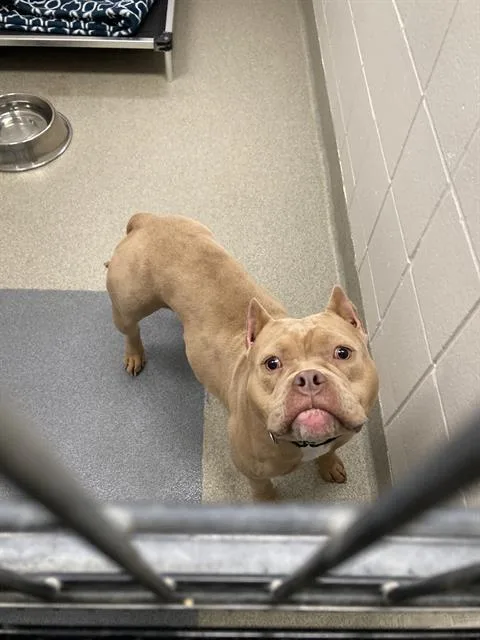 A young small-sized female American Bulldog dog named Margaret for adoption in Omaha, NE