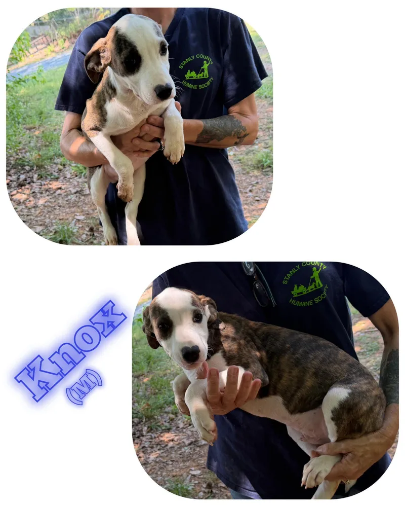 A young medium-sized male Pit Bull Terrier dog named Knox for adoption in Albemarle, NC