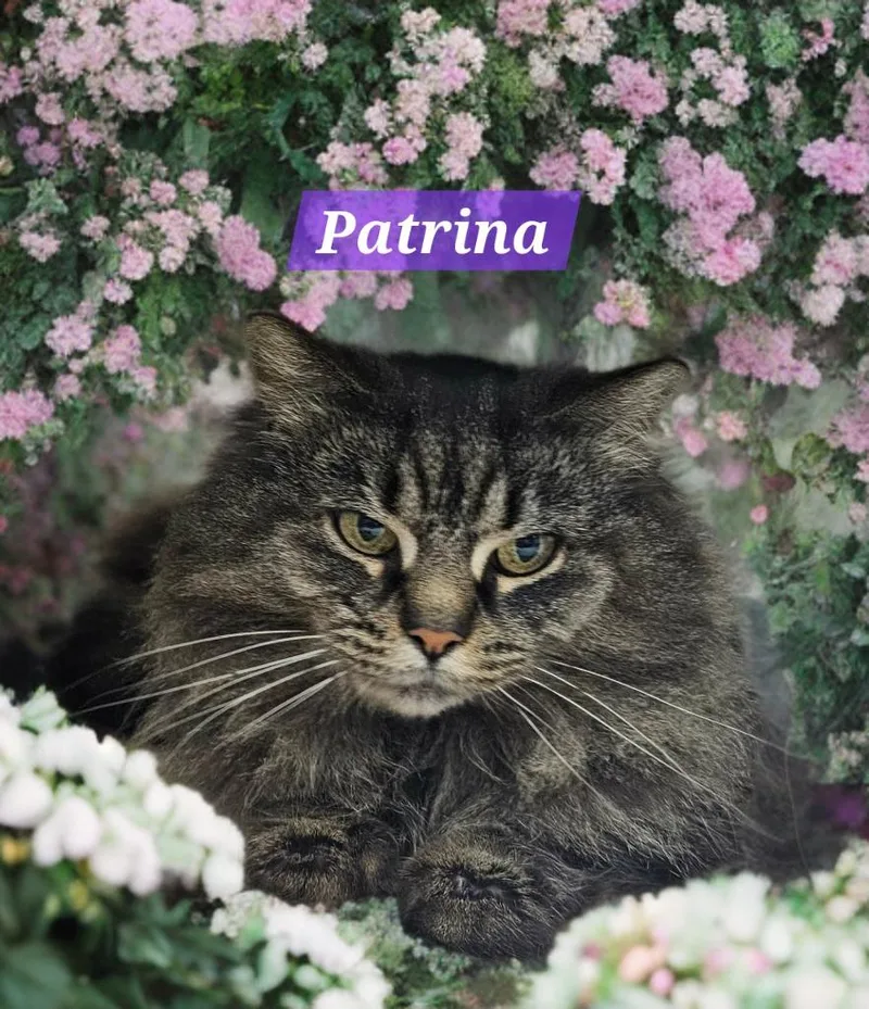 Patrina