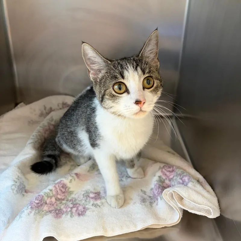 A young medium-sized female Brown / Chocolate Domestic Short Hair cat named Belladiva for adoption in Council Bluffs, IA