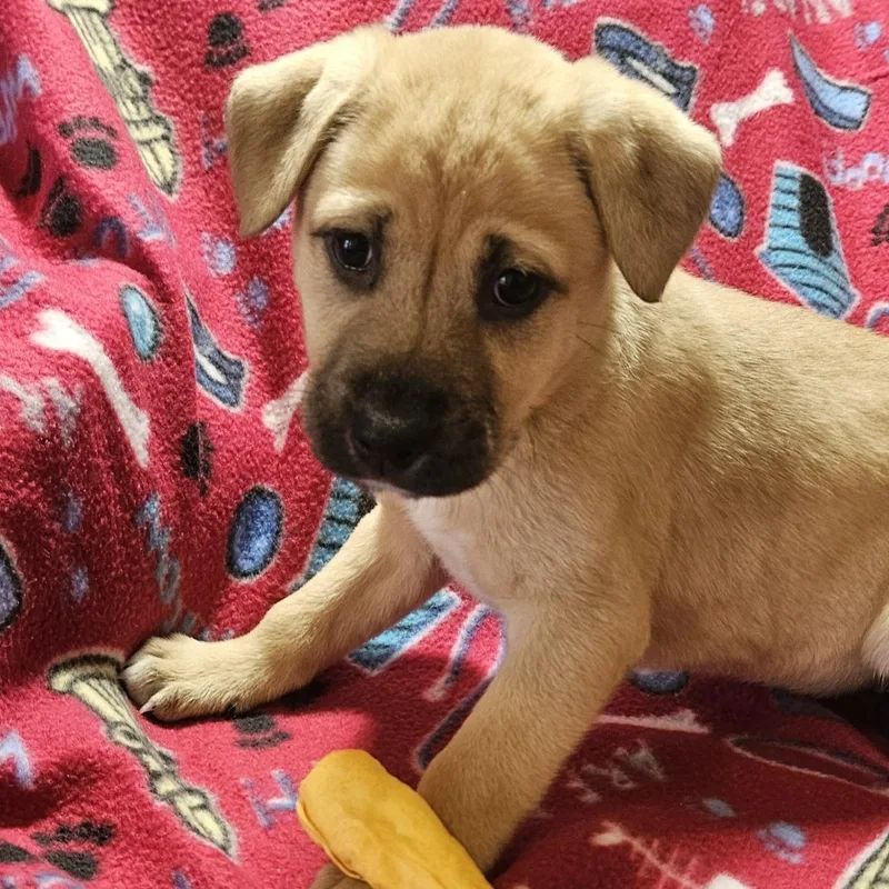 Enchanting Eve thumbnail 2