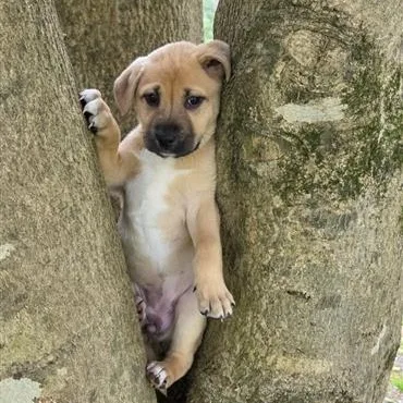 Enchanting Eve thumbnail 3