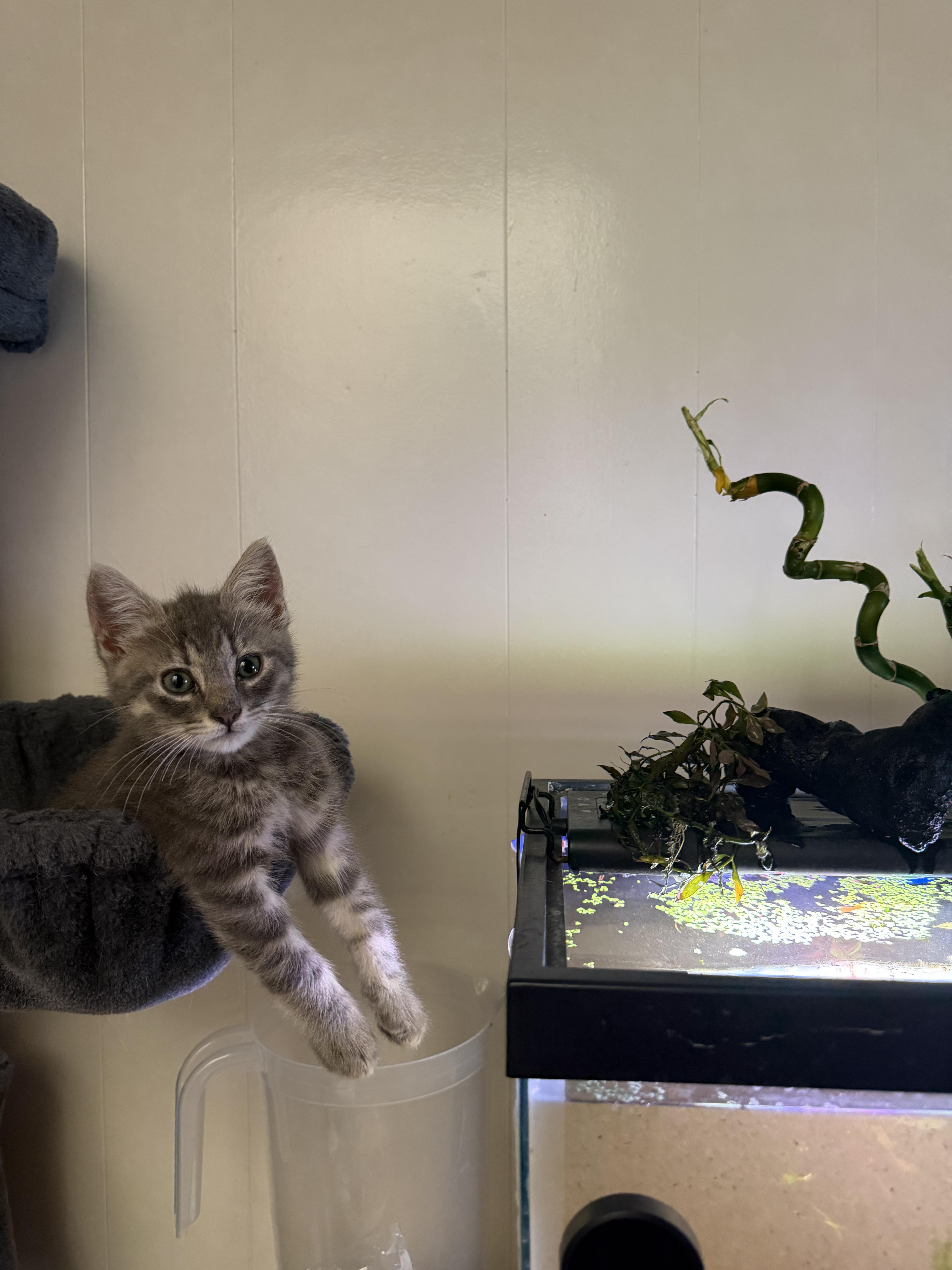 Tiger !