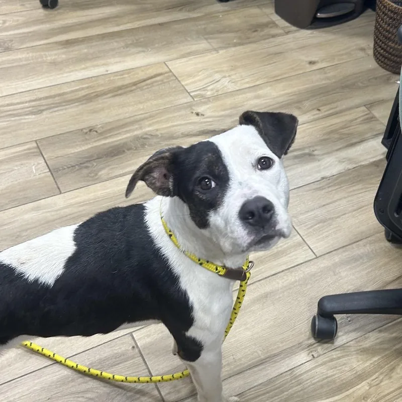 A baby small-sized female Pit Bull Terrier dog named Island for adoption in Newark, NJ