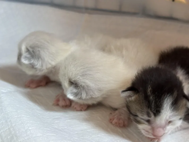 A young medium-sized male Blue Point Snowshoe cat named Miso for adoption in San Diego, CA