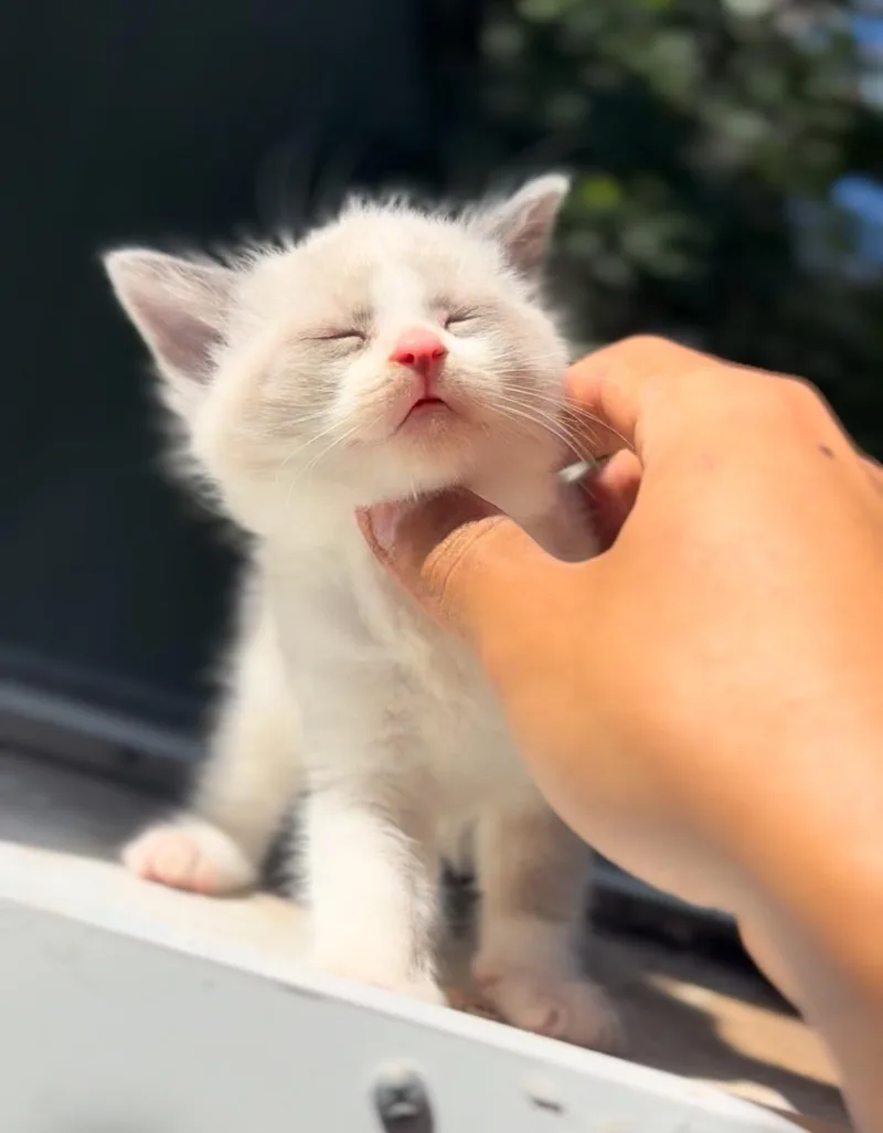 Miso thumbnail 2
