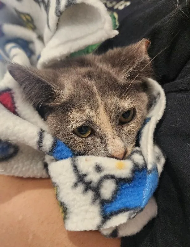 A young medium-sized female Dilute Tortoiseshell Domestic Short Hair cat named Salted Caramel for adoption in Grand Rapids, MI