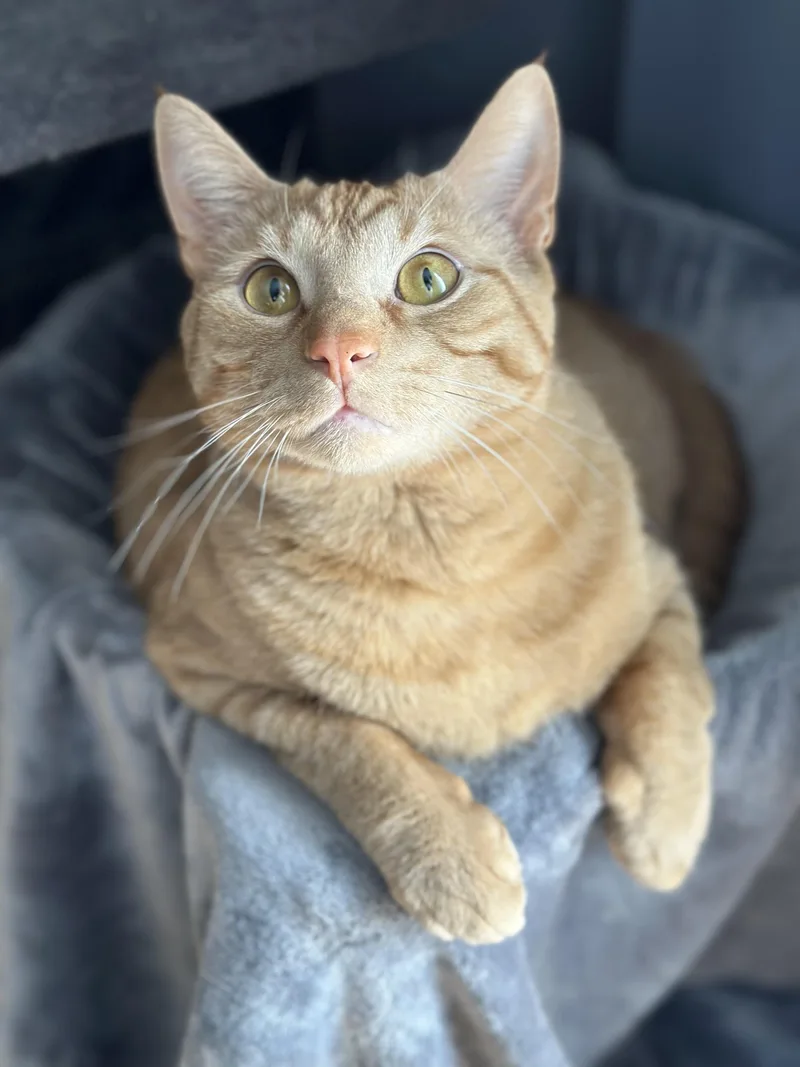 An adult large-sized male Orange & White Domestic Short Hair cat named Franklin for adoption in Avon, NY