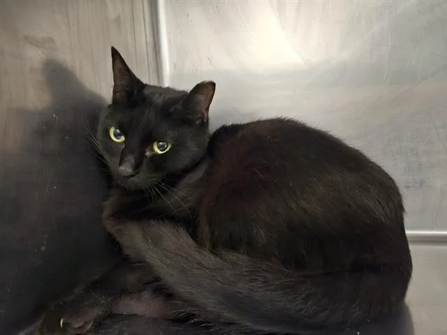 An adult large-sized female Domestic Short Hair cat named Tina for adoption in Antioch, CA