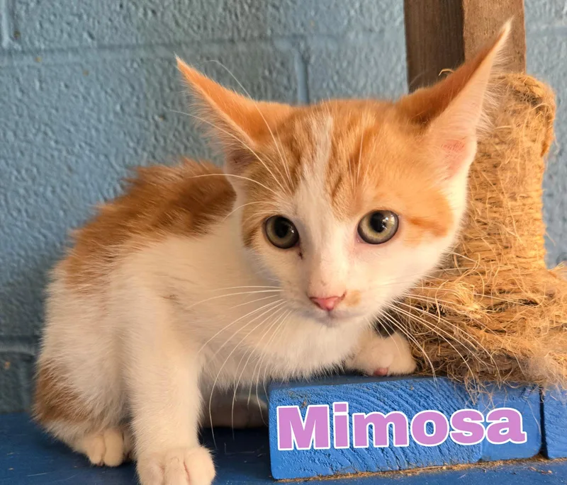 A baby small-sized female Domestic Medium Hair cat named Mimosa for adoption in Boston, KY