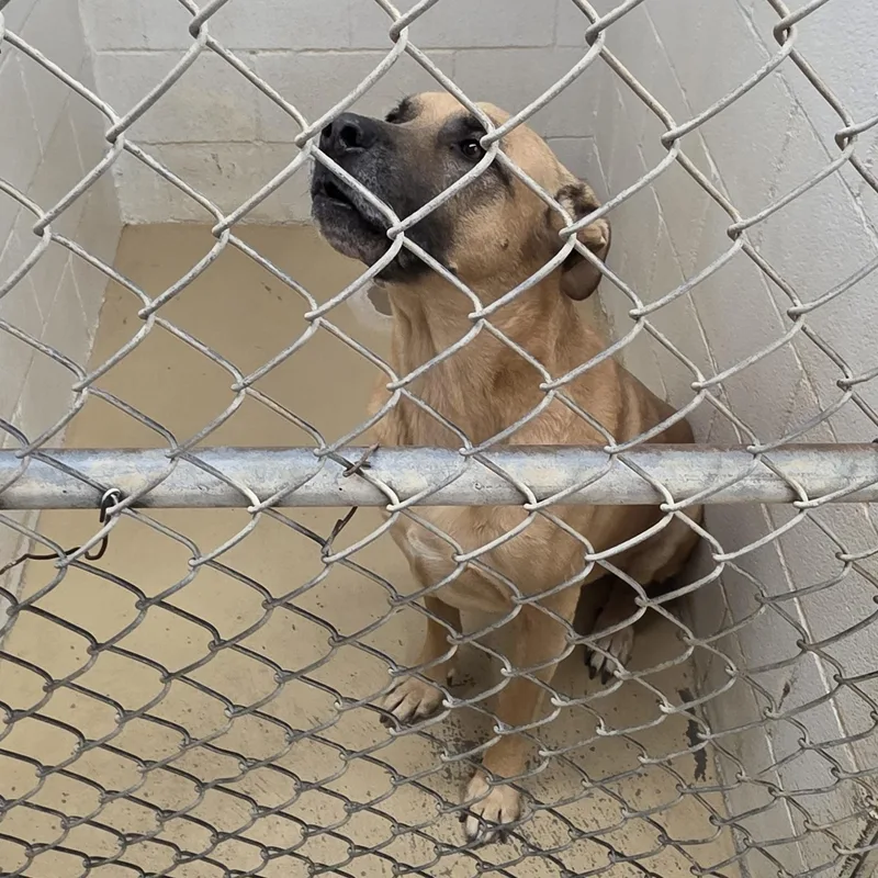 An adult large-sized male Mixed Breed dog named Marmaduke for adoption in Clyde, TX
