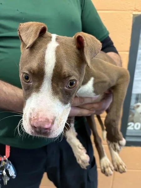 A young medium-sized male Pit Bull Terrier dog named Pen Chico for adoption in Lawrenceville, GA