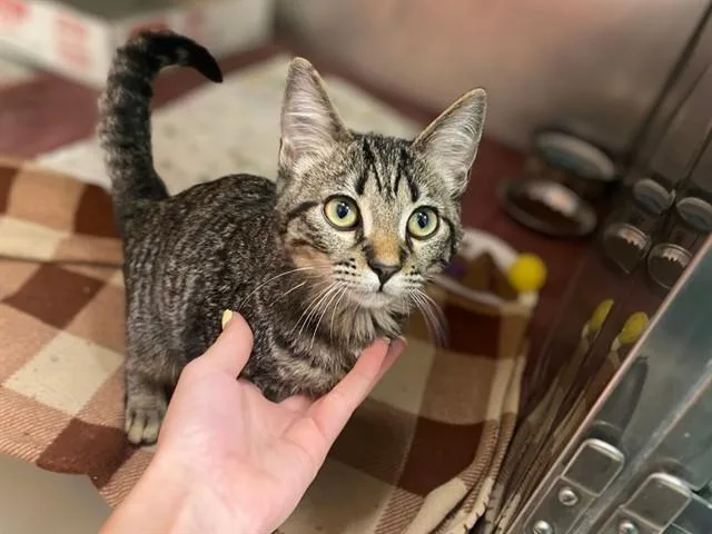 A baby small-sized male Domestic Short Hair cat named Lemmy for adoption in Fort Wayne, IN