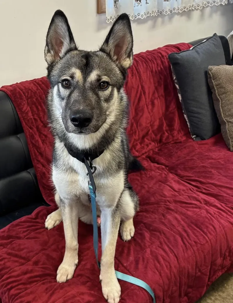 A young medium-sized male Husky dog named Baily for adoption in Indiana, PA