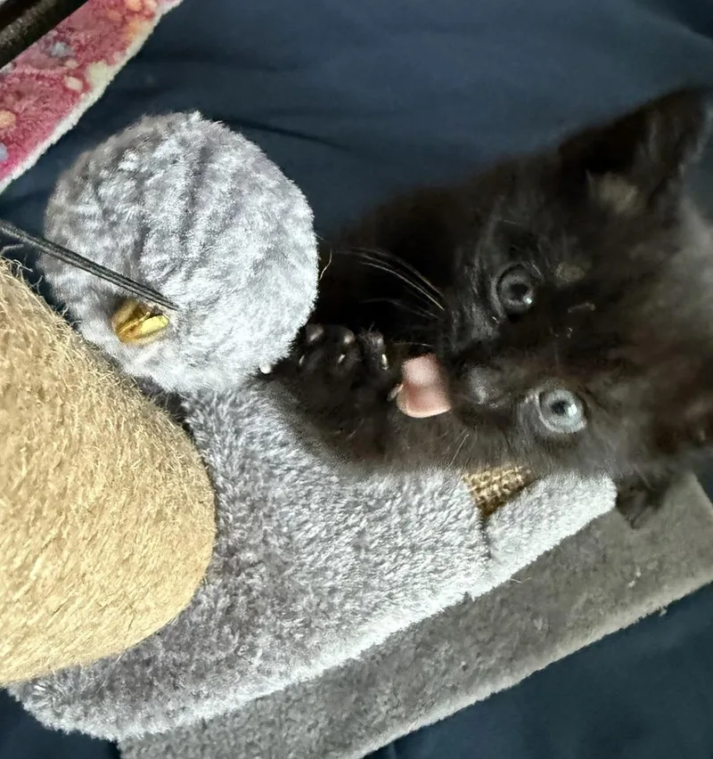 A baby medium-sized male Black Domestic Short Hair cat named Moon for adoption in Clinton Township, MI