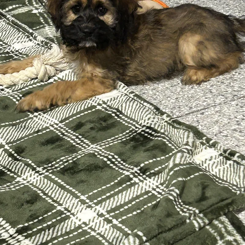 A baby small-sized male Cockapoo dog named Bon. Sable . lbs for adoption in Antwerp, OH